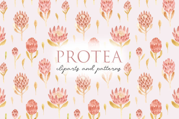 Watercolor Protea Flowers: Pink Cliparts for Craft & Design Projects